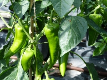 chili groen