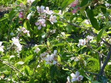 æbletræ i blomst