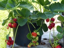 jordbær i potte