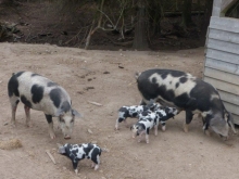 plettede grise med unger