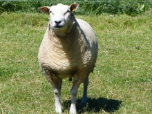 får