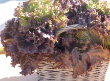 salat i kurv
